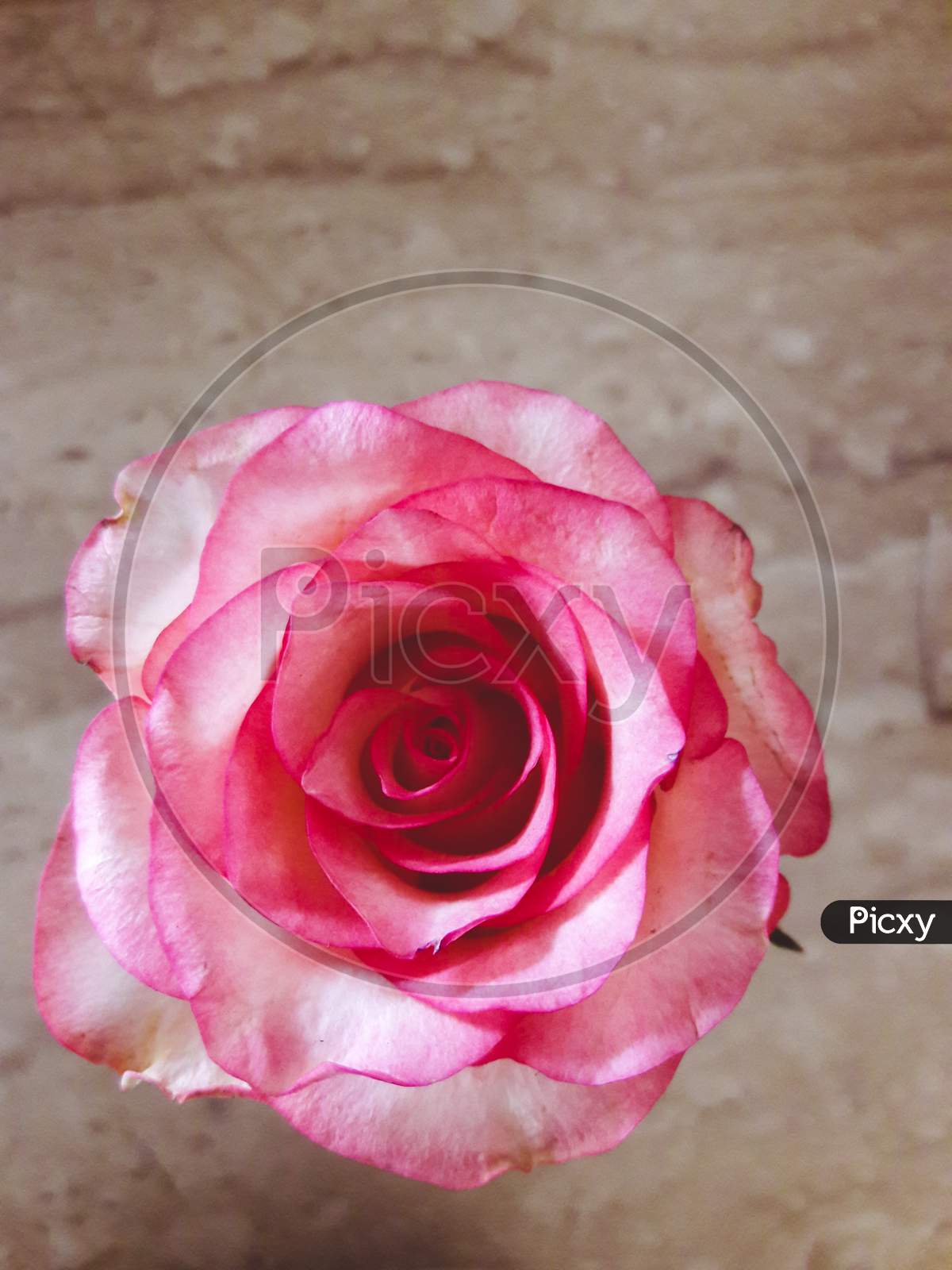 Pink rose mobile Photography