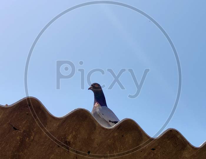 Pigeon Sitting On A Concrete Roof Under A Blue Sky