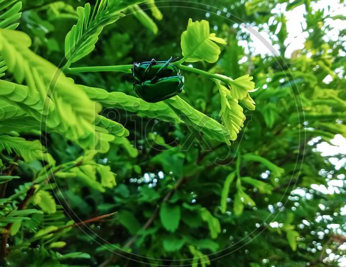 Green milkweed beetles. (Chrysochus cobaltinus)