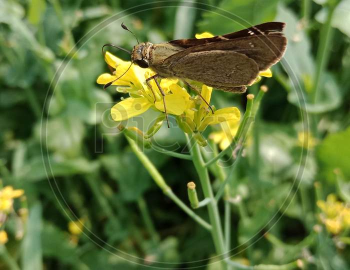 Small Butterfly on Mustard flower