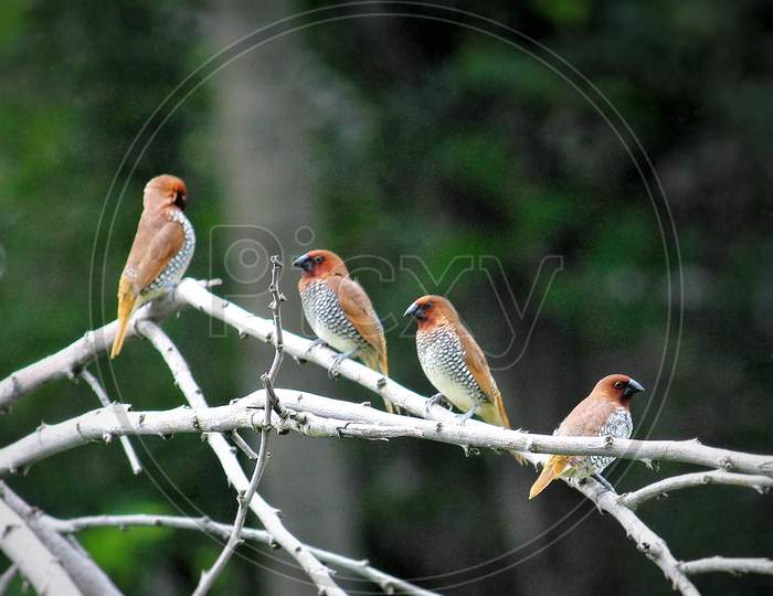 birds sitting on branch