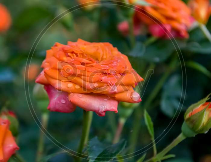 Orange rose flower farming or cultivation of flowers