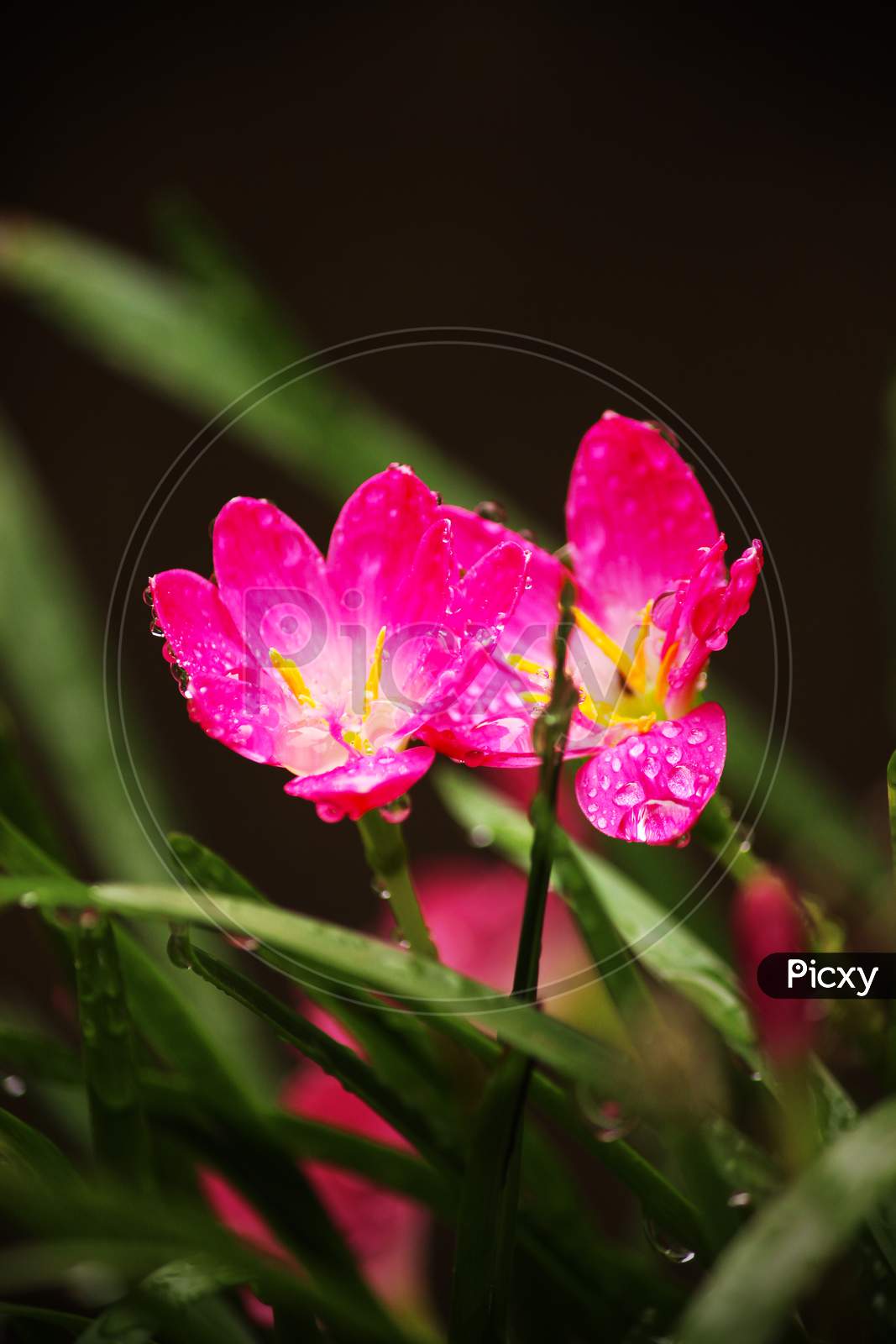 zephyranthes rosea