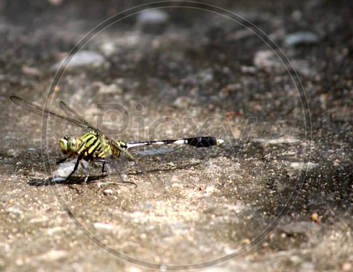 picture of a dragon fly