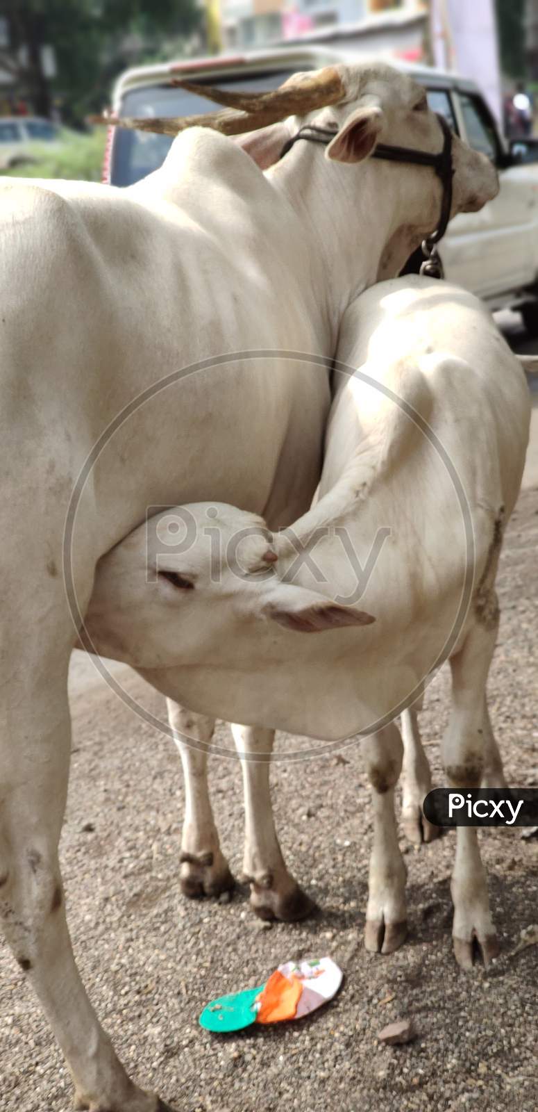 Cow feeding to her baby cow