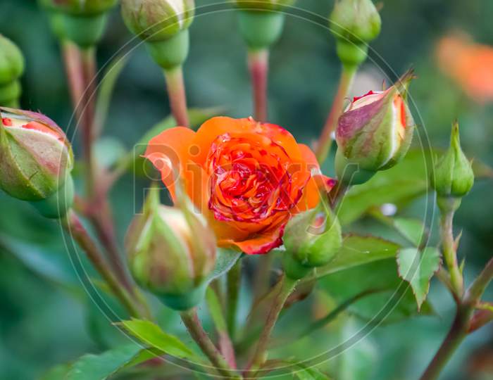 Rose buds are ready to bloom and to make nature more beauty from beautiful.