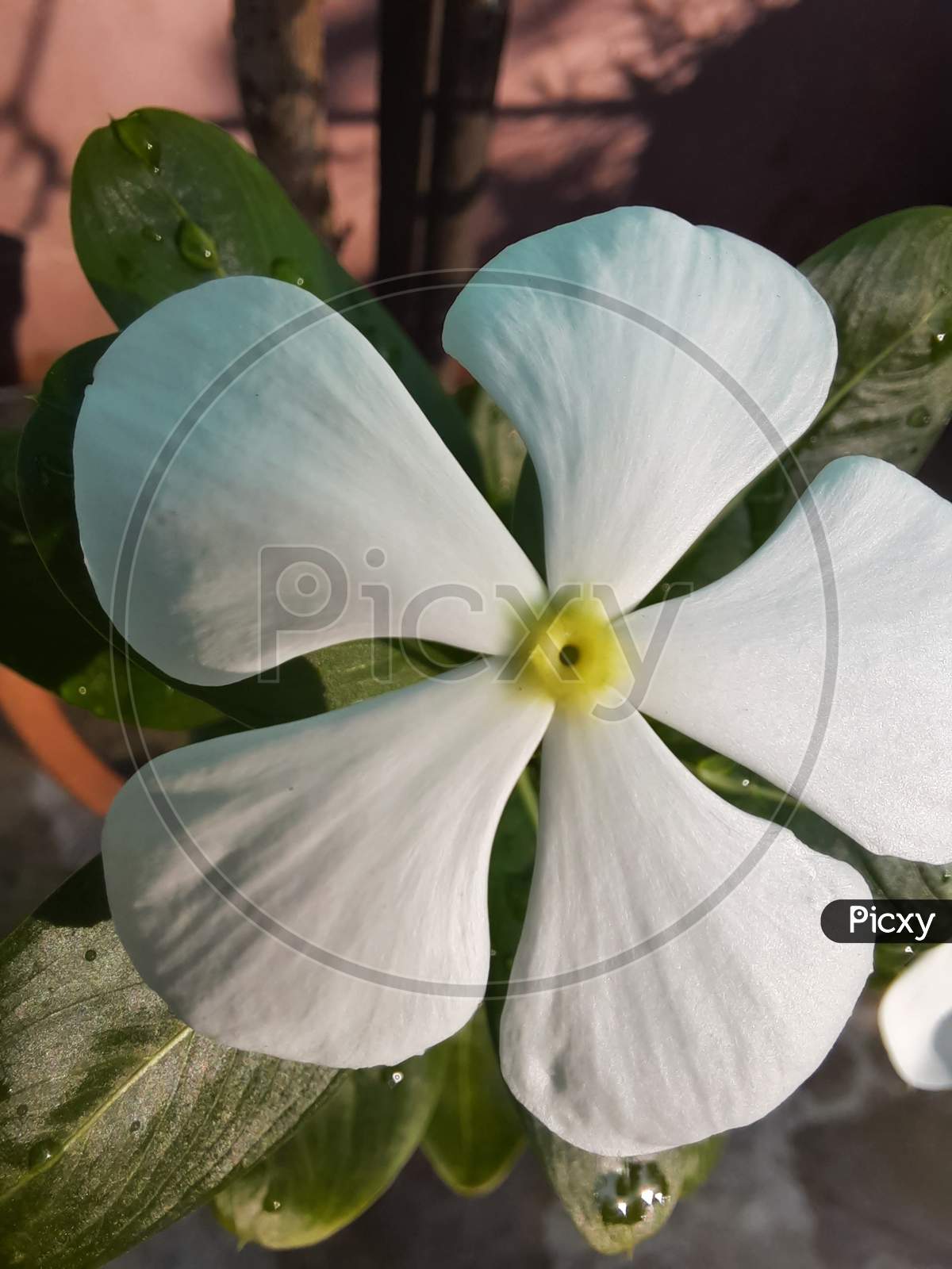 Macro white coin flower