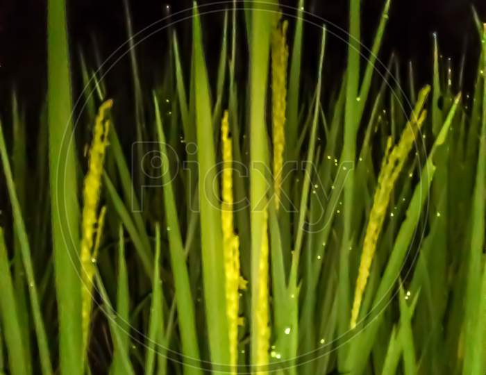 Paddy crop with raindrops after rain in night