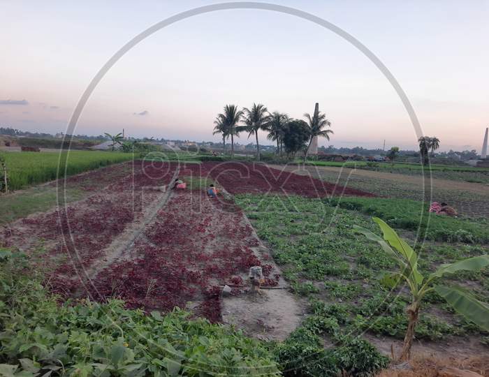 Vegetable fields