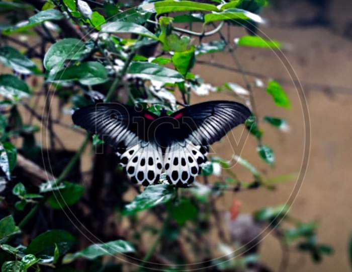 #Butterfly in low evening