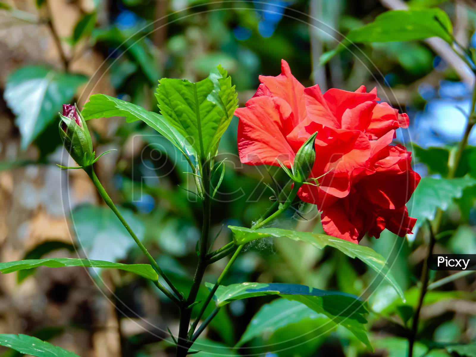 Hibiscus Flower Blooming In A Sunny Day