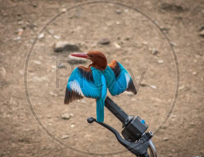 Kingfisher Bird Sitting On Bike Handle