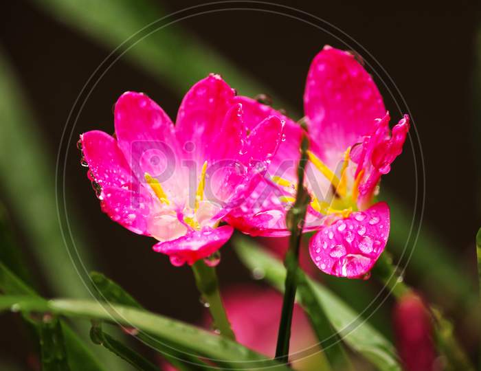 zephyranthes rosea