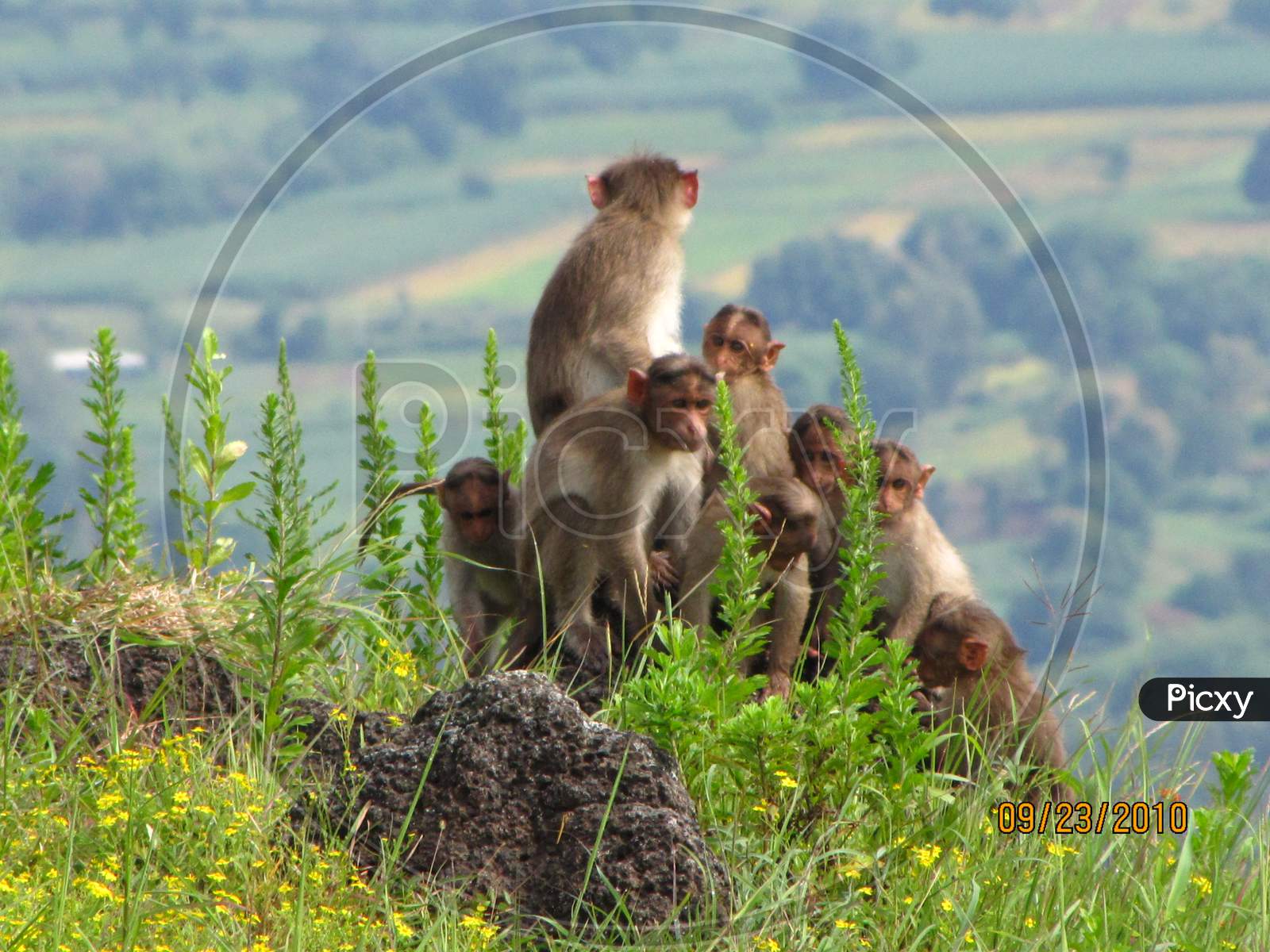 Rhesus macaque family