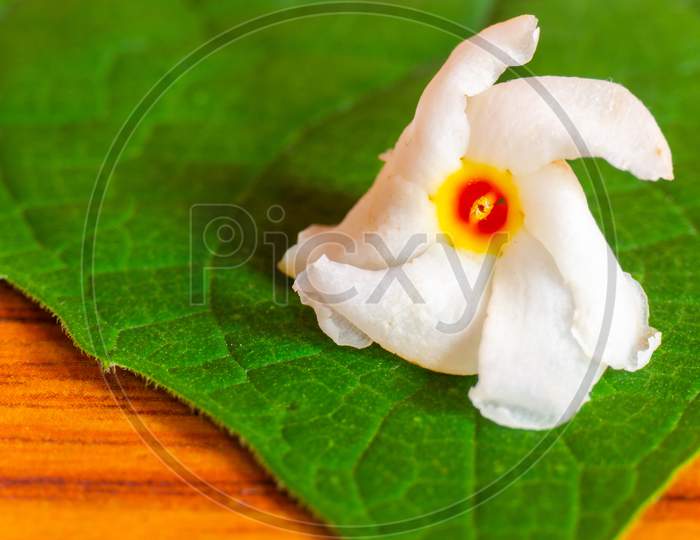 Parijatham Flower On A Leaf
