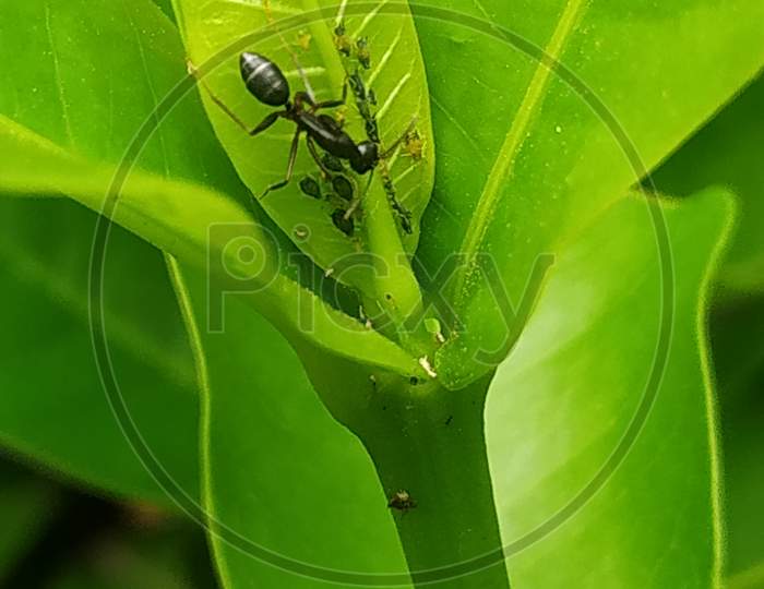 Ant is roming on Plant leafs