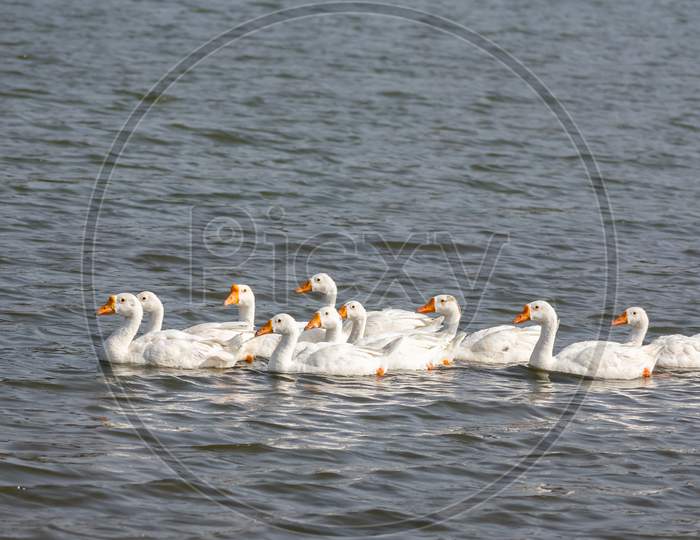 Domestic Goose Flock Swimming In The River