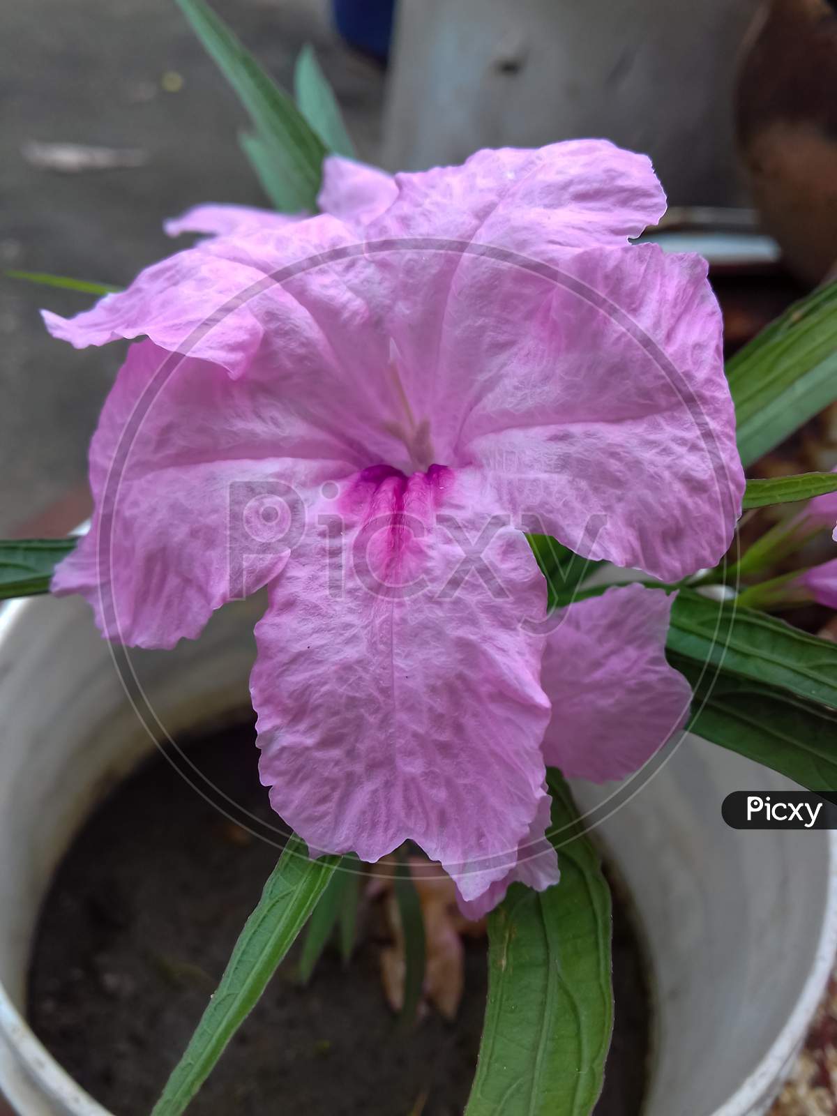 Mexican petunia flower plant or Ruellia simplex or Mexican bluebell or Britton's wild petunia flower plant; soft pink in color