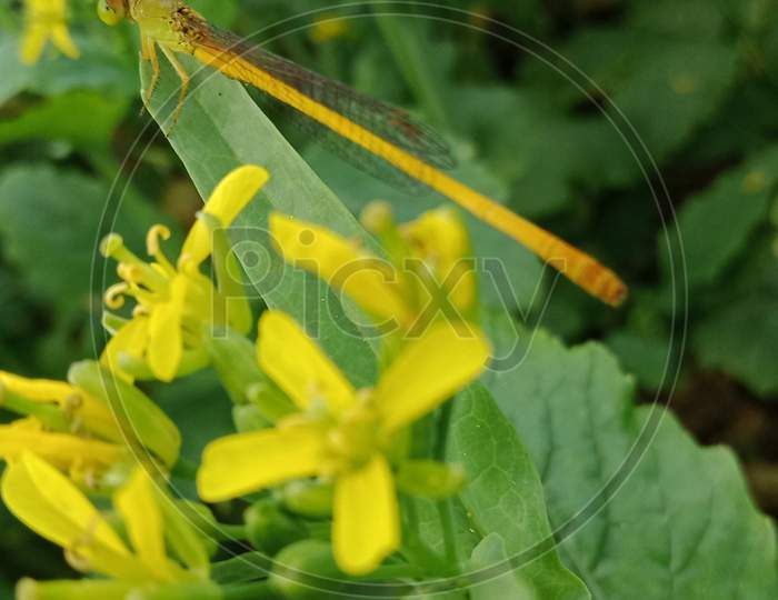 Insects on mustard flower