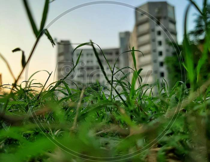 Grassy Blur