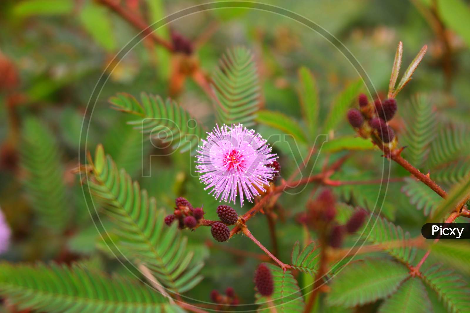 touch-me-not tree or sensitive plant Flowers asia nature