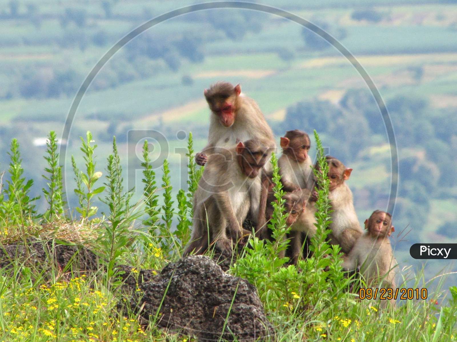 Rhesus macaque family