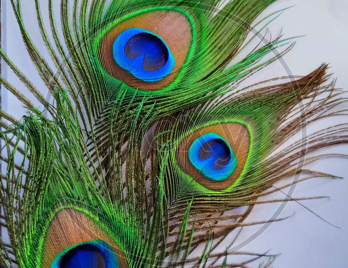 Indian Peacock feader with metallic Blue, Green and Bronze Color Closeup