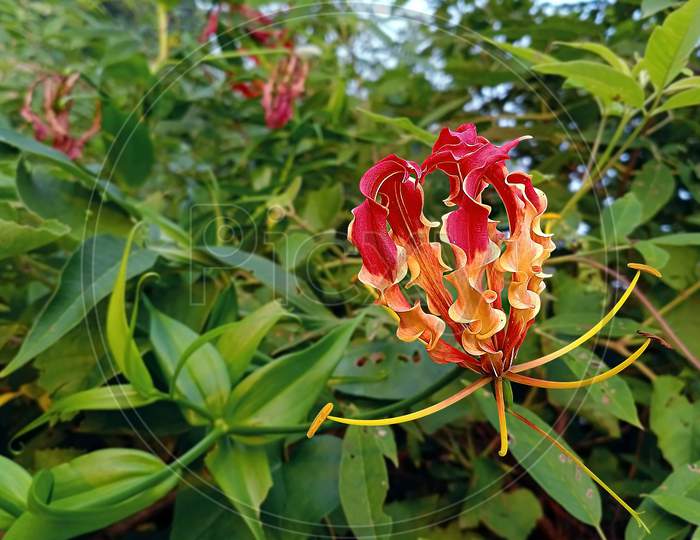 Flame Lily Flower