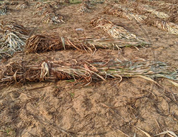 Bundle Of Crops On The Millet Or Sorghum Field. Yellow Dried Rice Straw Bundle, Usually Gathered And Stored In A Straw Bale