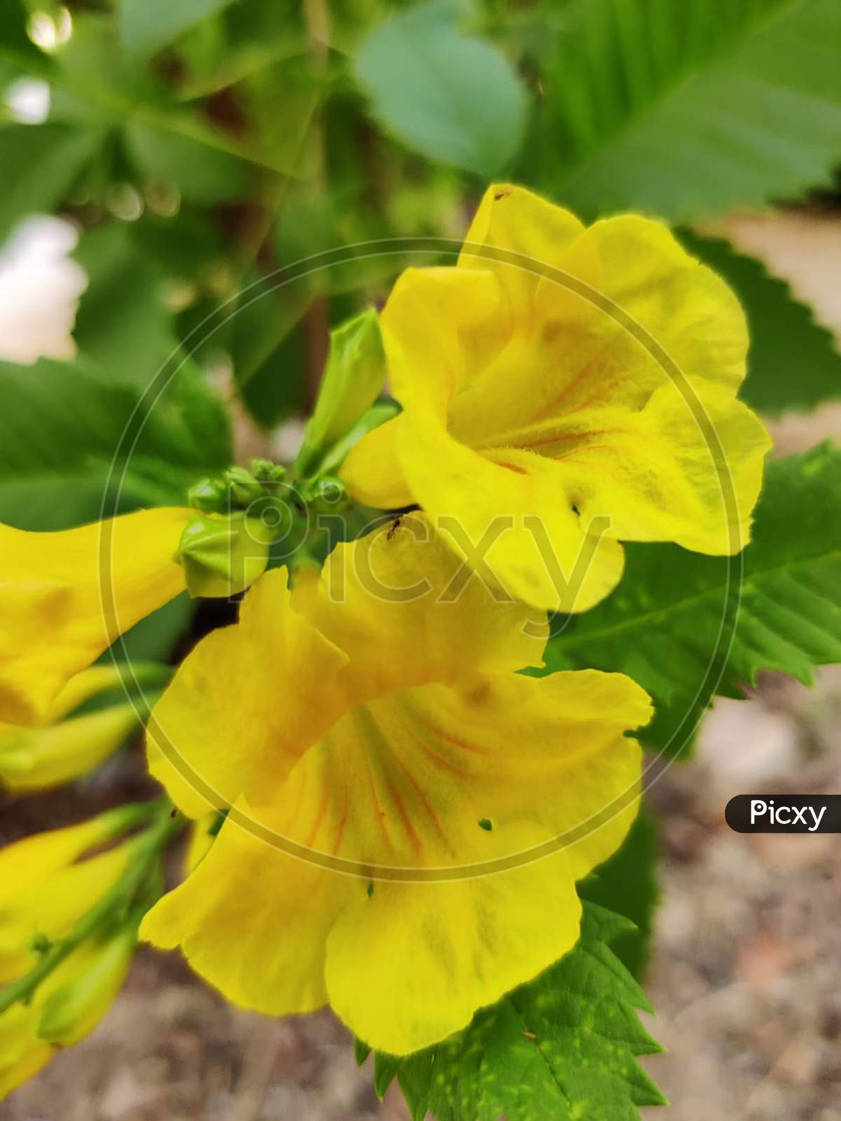 Tecoma stans - Yellow Elder Flower