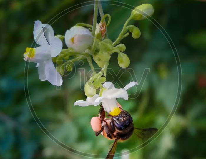 A little honey bee drinking honey in a white flower
