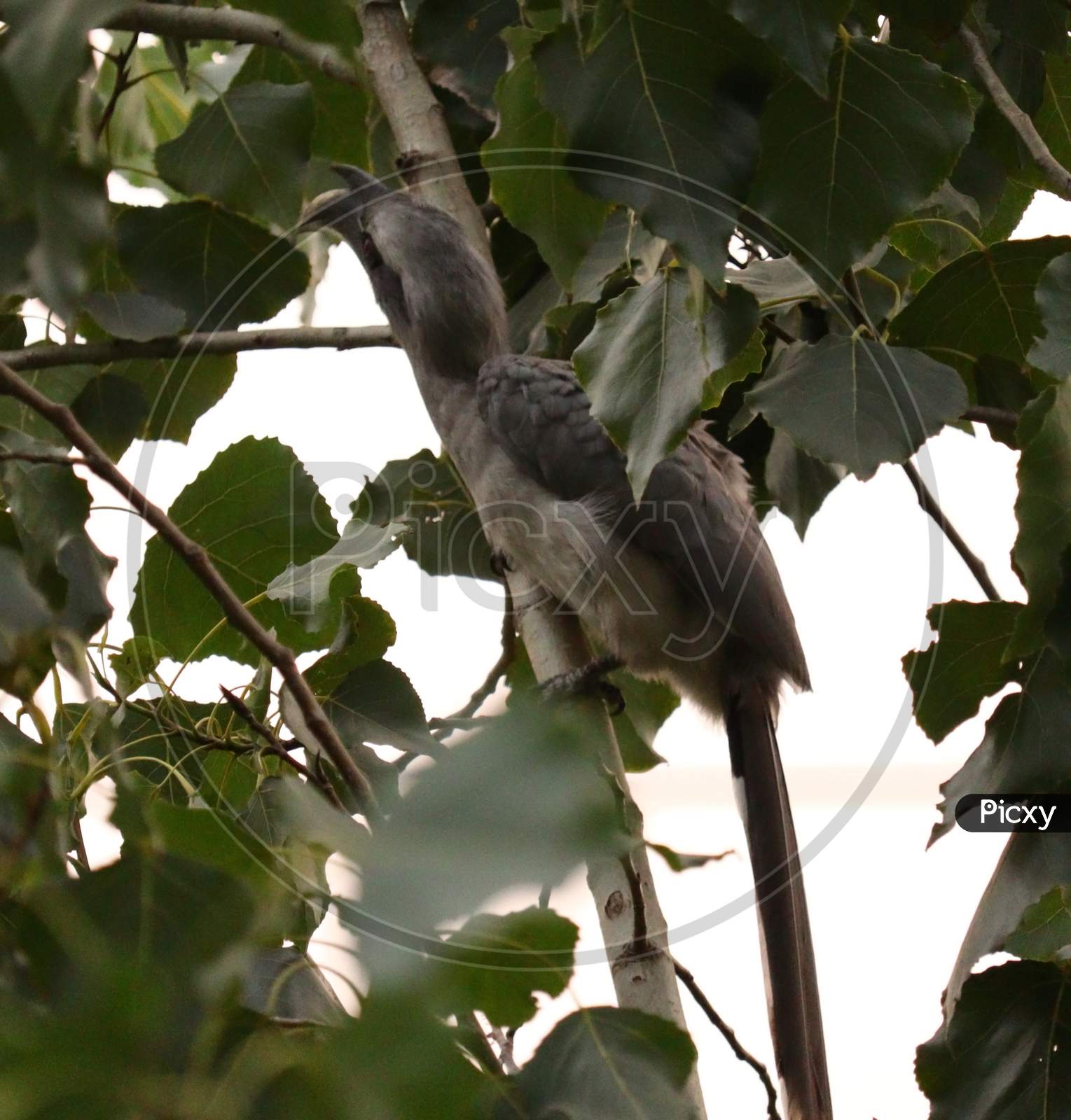 Grey Textured Bird on The Tree