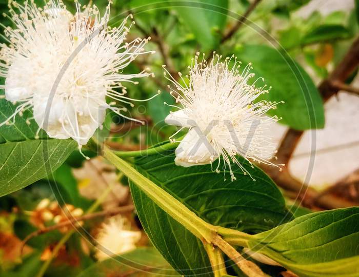 Guava flowers, Beautiful white guava flowers on the tree