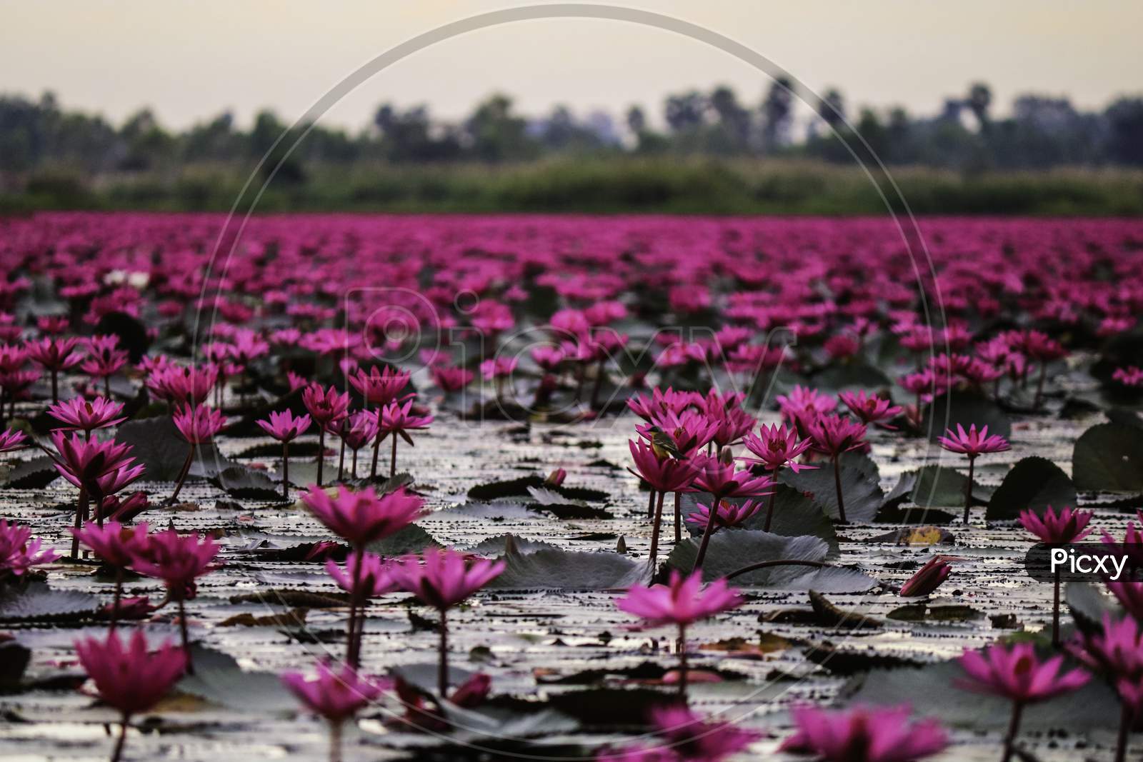 lake lotus flower