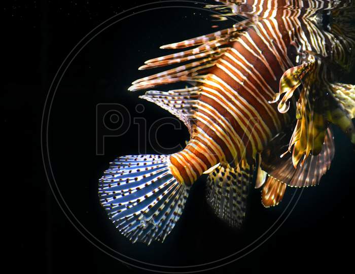 A beautiful lion fish on a dark background.