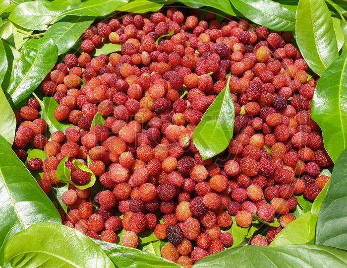 Fruit Photography - Red color fruit isolated, Macro shot of myrica esculenta (kafal) fruit in Himachal Pradesh, Photo of kafal (bayberry) fruit in hilly region of northern India in summer season