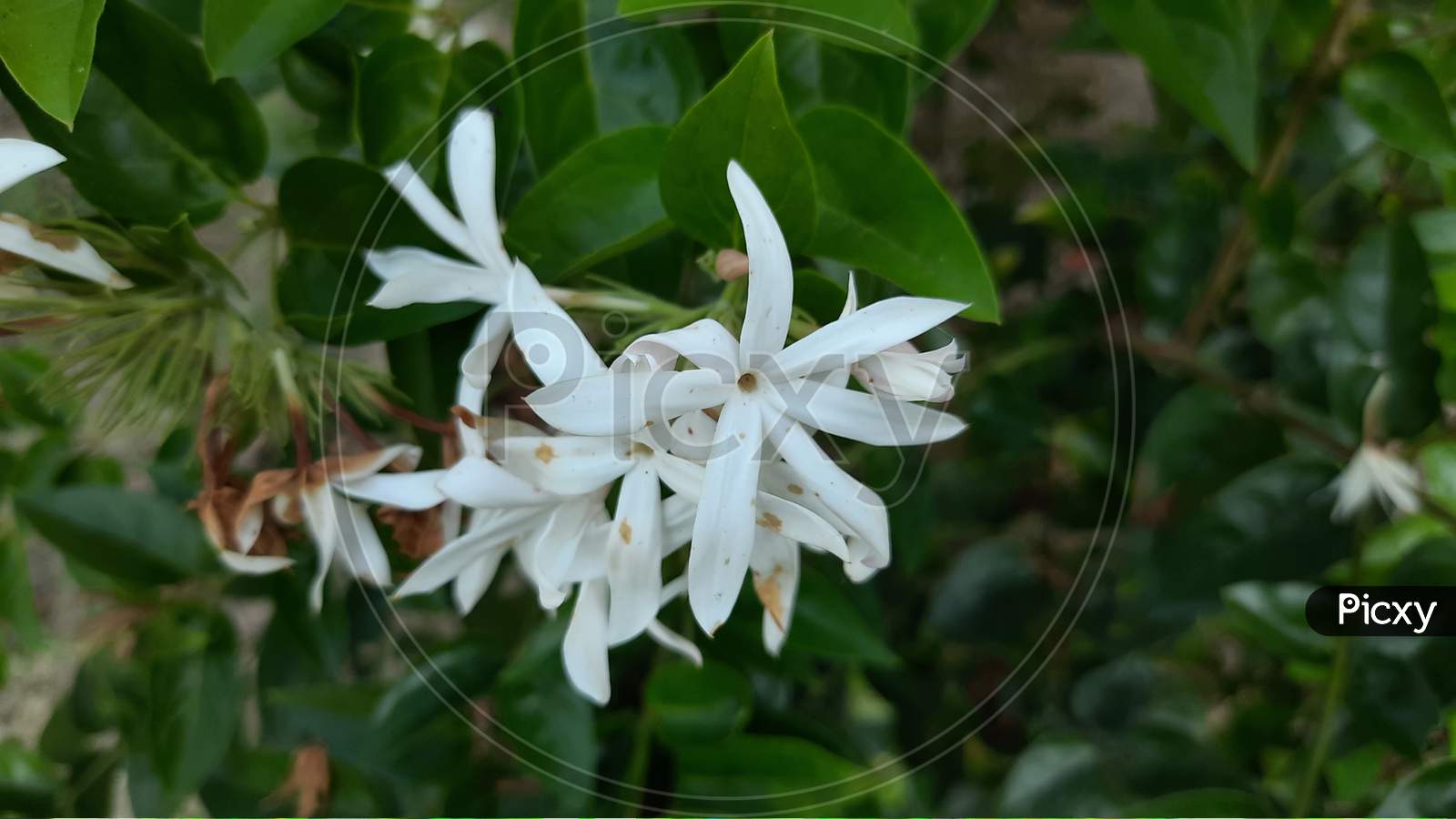 bougainvillea flower
