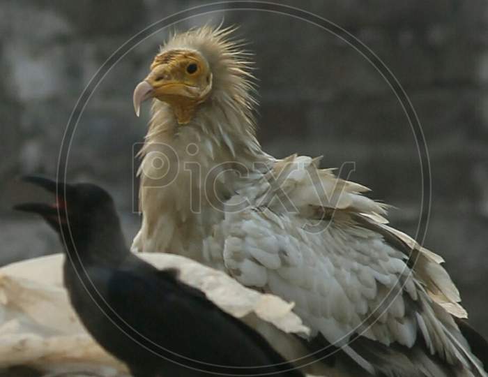 Egyptian Vulture and the crow.