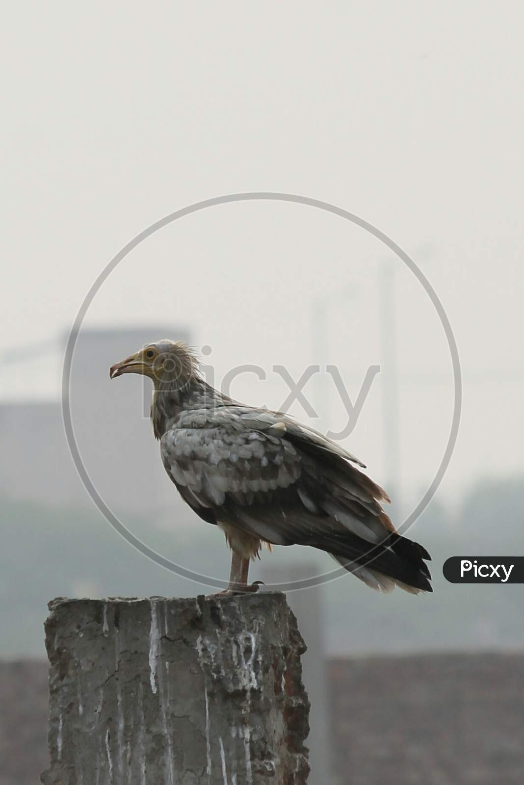 Egyptian Vulture also know as Prophet's chicken.