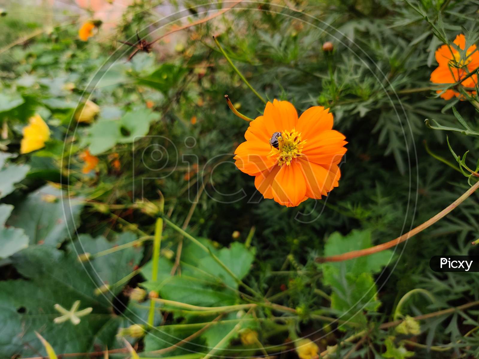 Bee On A Sulfur Cosmos Flower Or Orange Flower In Garden. Daylight