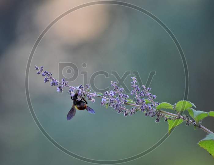 Honey Bee collecting food