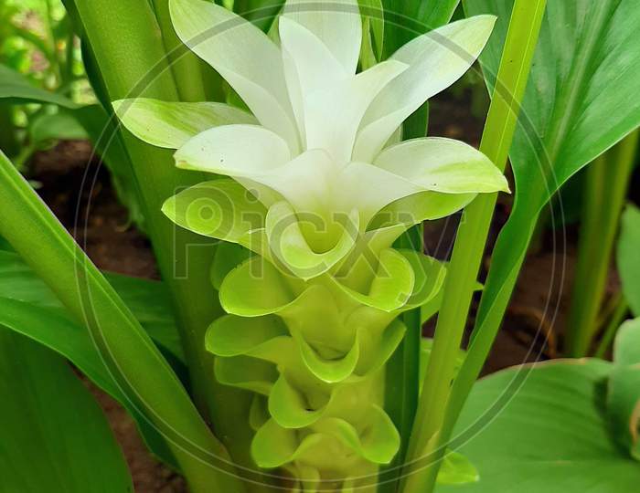 white flower of turmeric plant