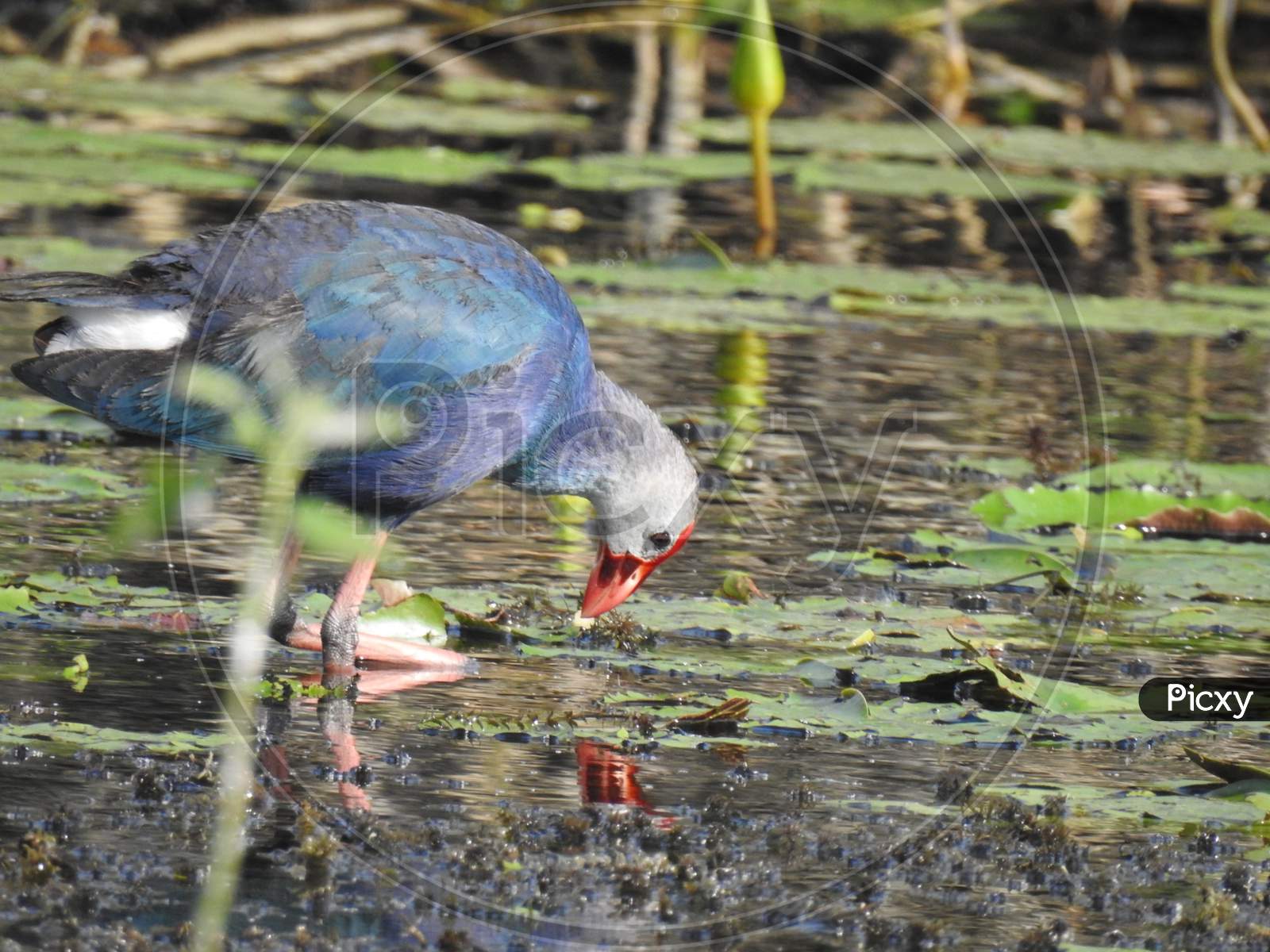 Red naped Swamphen