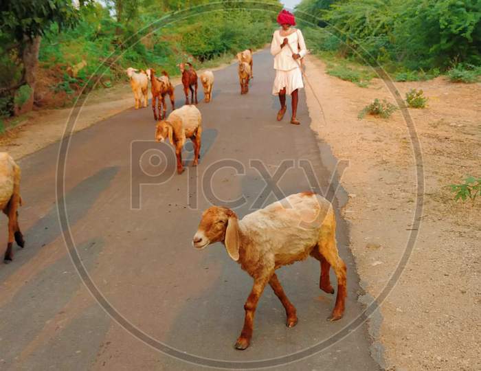 Indian herdsman going home with cattles