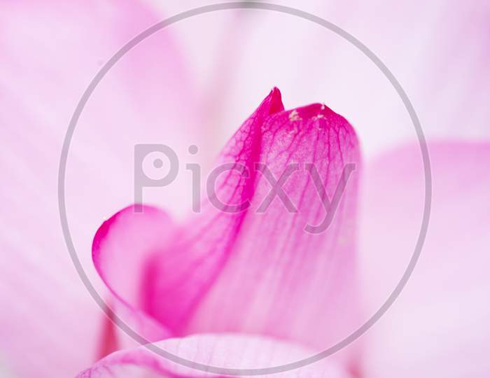 a lotus petal in macro