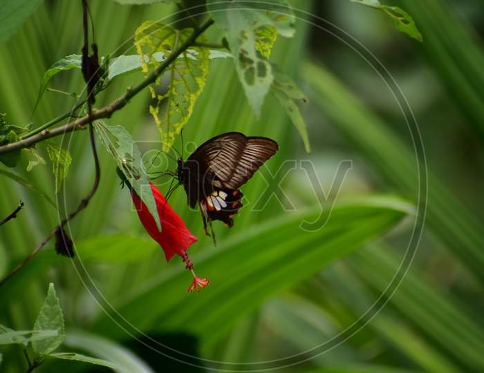 A butterfly sitting on a red flower, collecting for food.