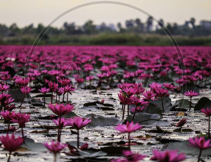 lake lotus flower