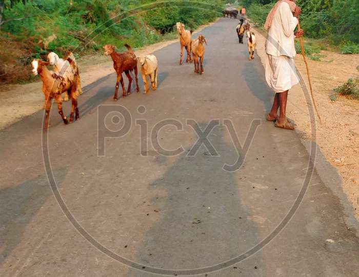 Indian herdsman going home with cattles