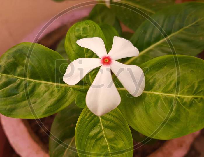 white flower :)