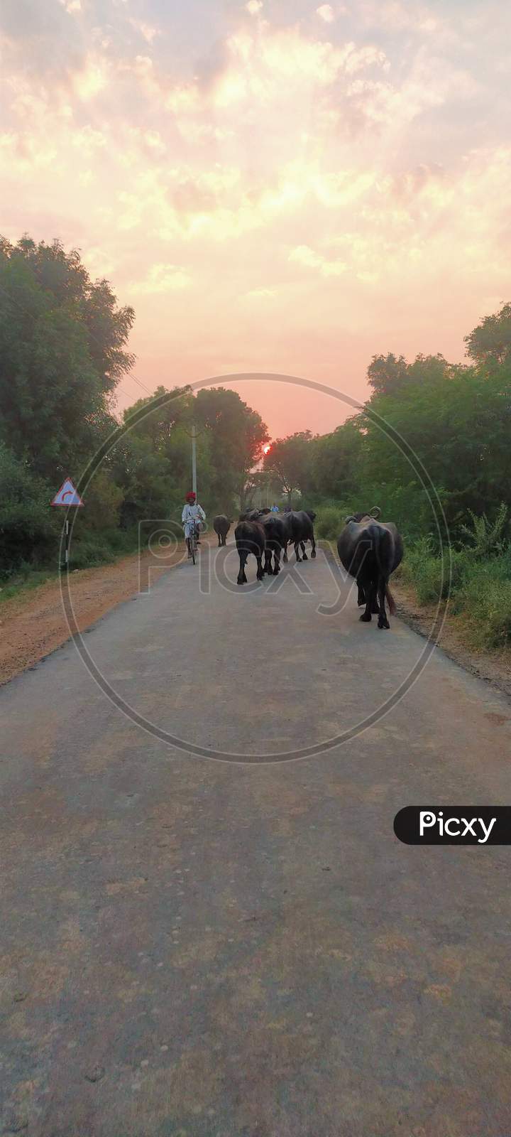 Buffaloes going home at dusk ,Rajasthan India
